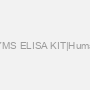 TYMS ELISA KIT|Human